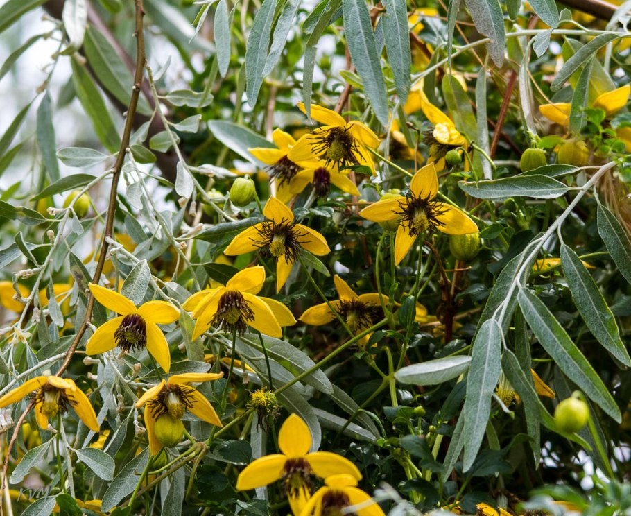 Clematis orientalis – Ломонос Восточный.