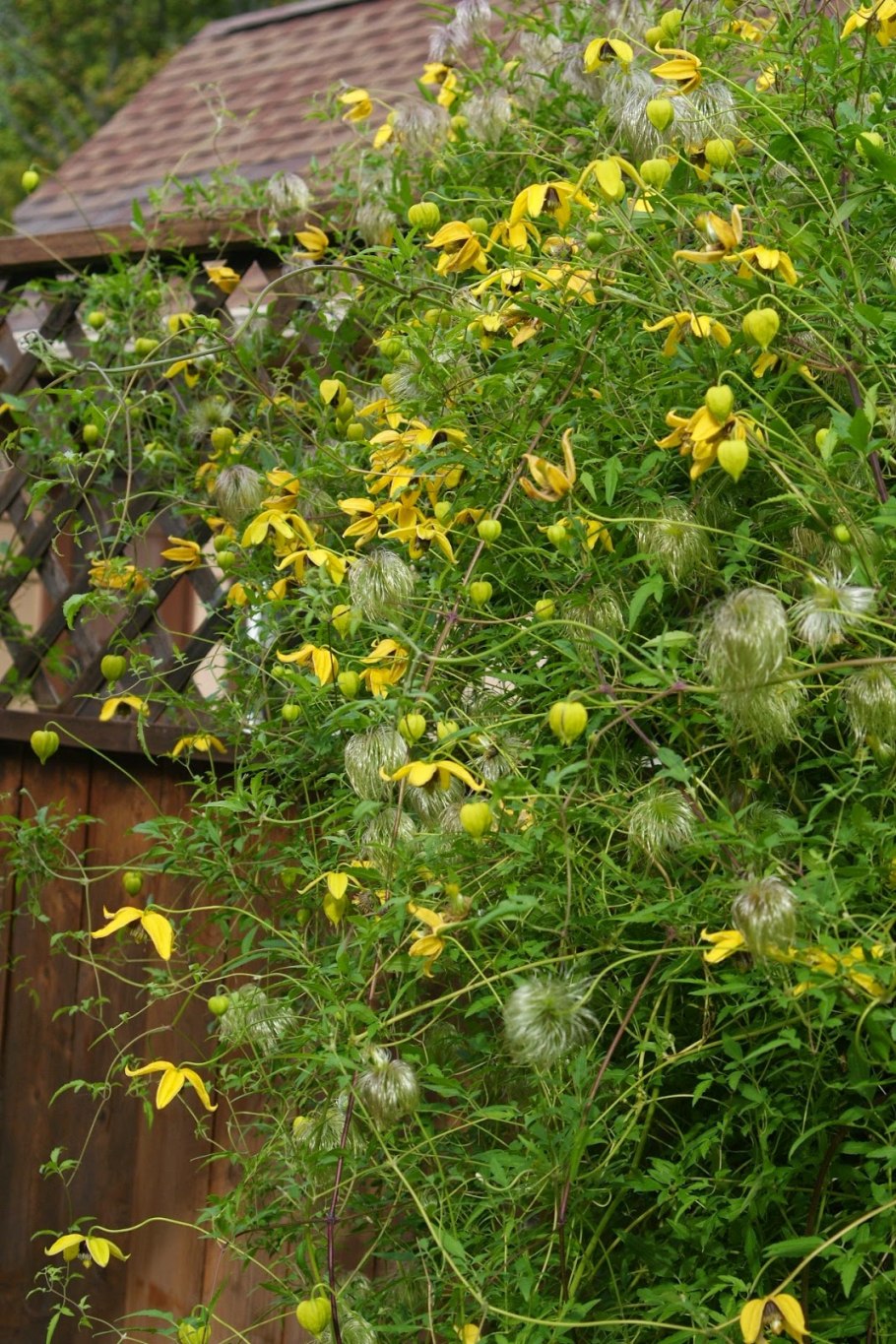 Клематис маньчжурский мелкоцветковый