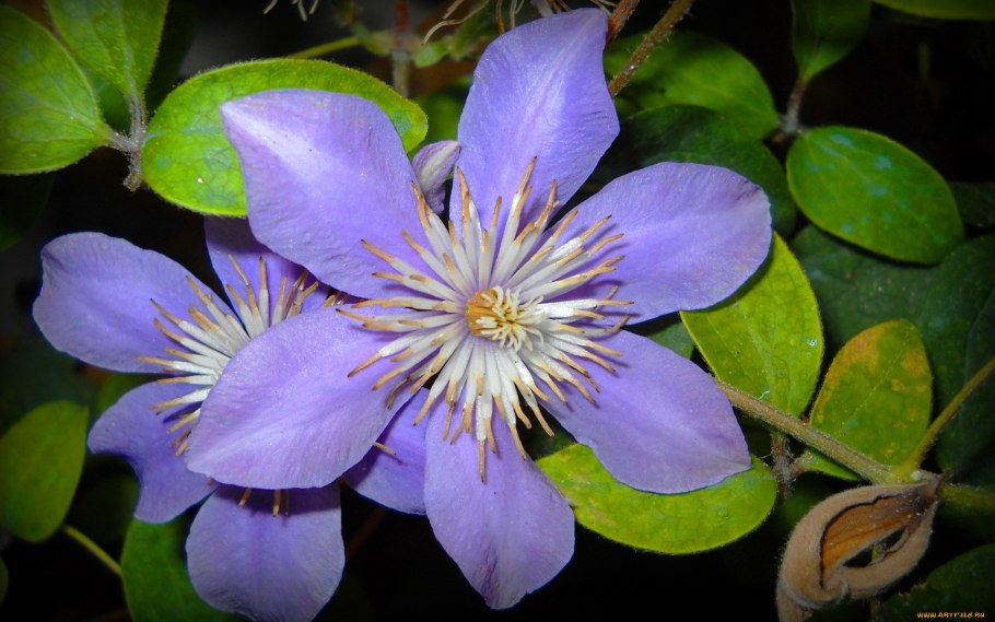 Клематис гибридный