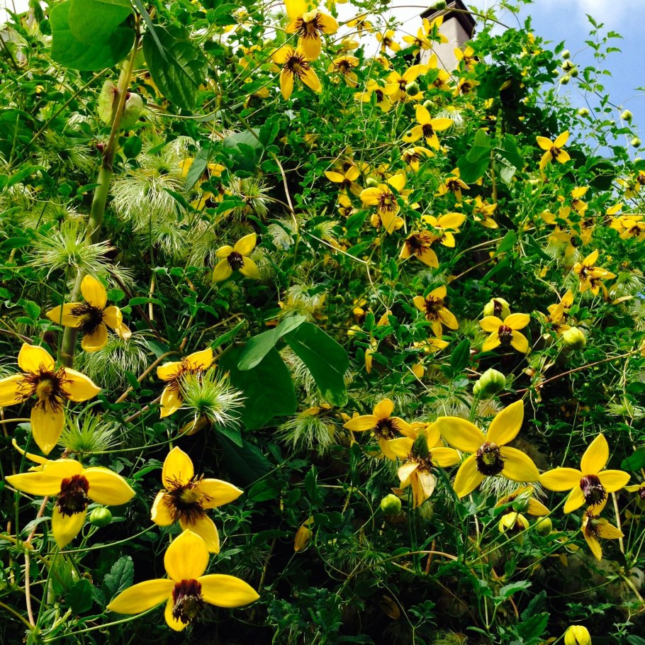 Клематис тангутский Билл Маккензи