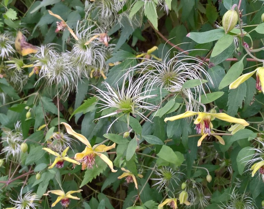 Clematis orientalis