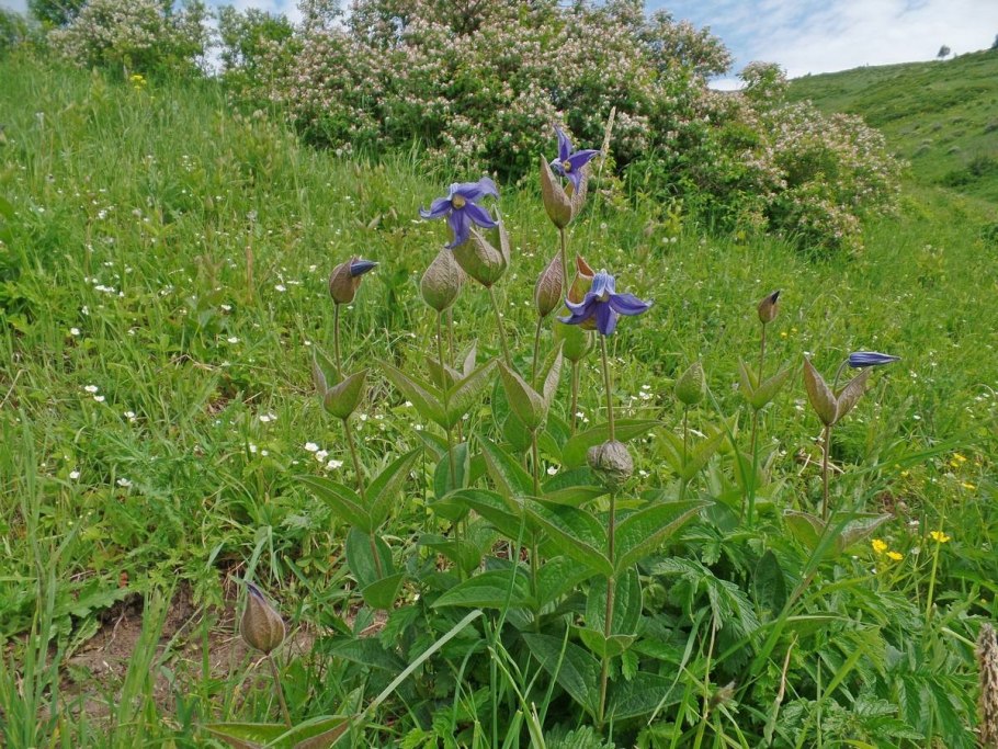 Ломонос клематис цельнолистный