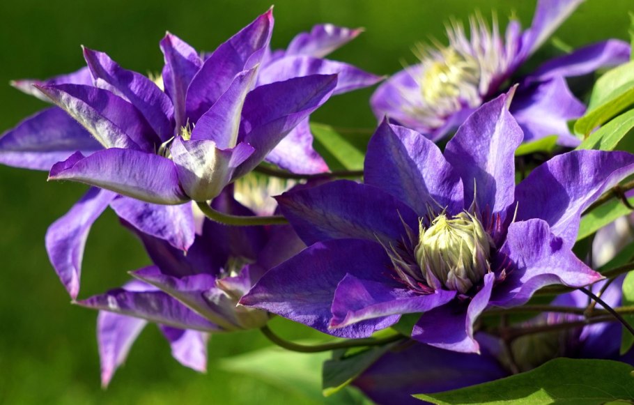 Клематис желтый тангутский