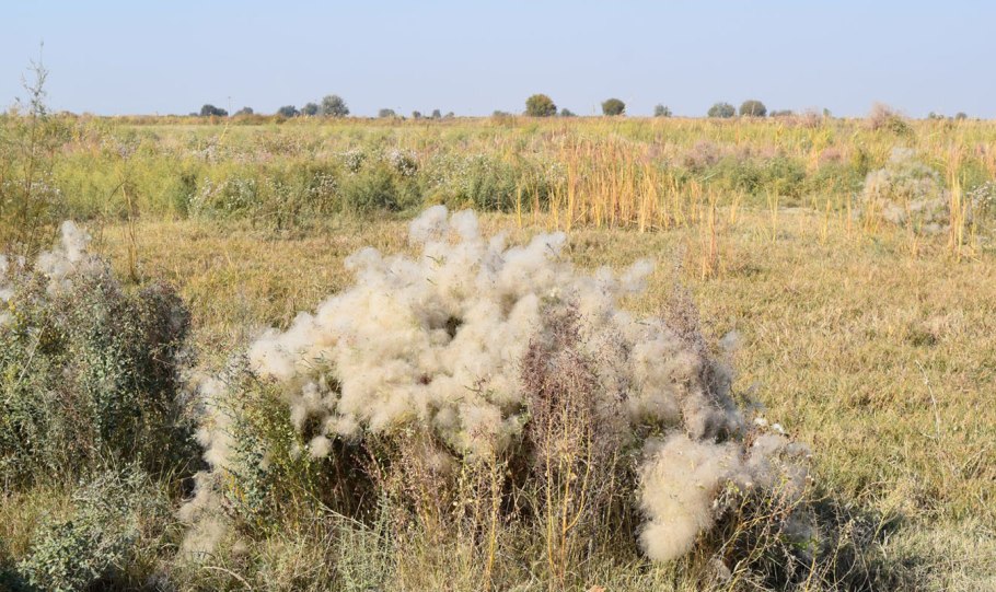 Clematis orientalis – Ломонос Восточный.