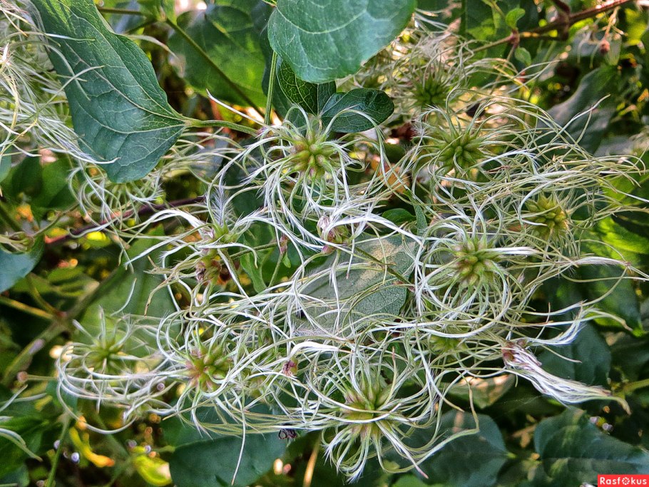 Клематис Ломонос мелкоцветковый