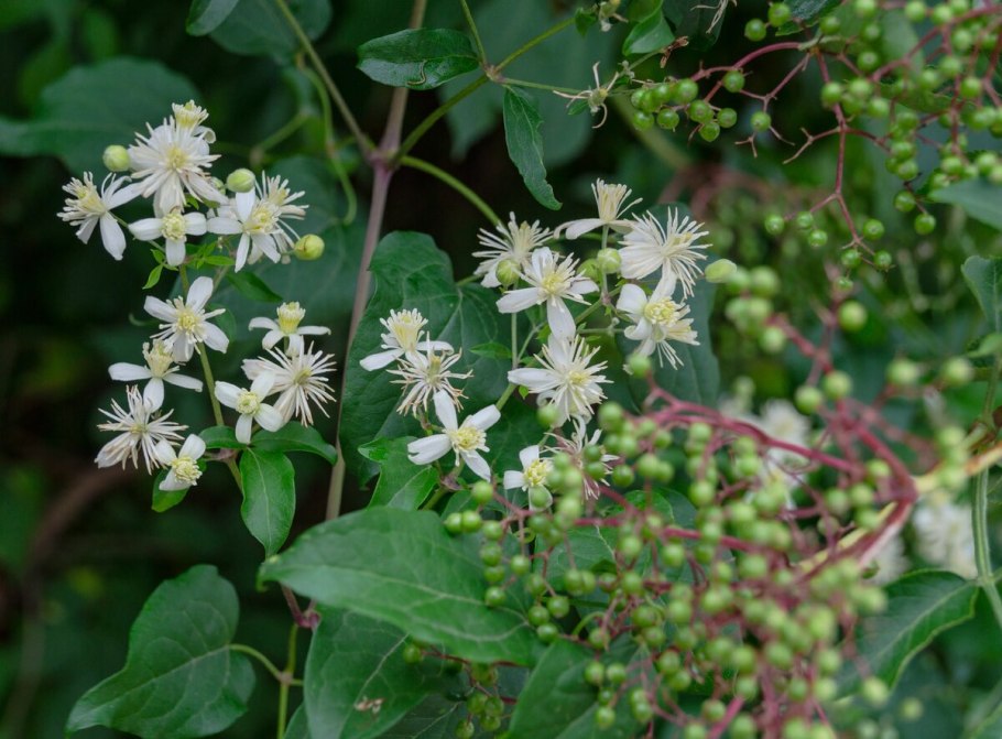 Clematis orientalis