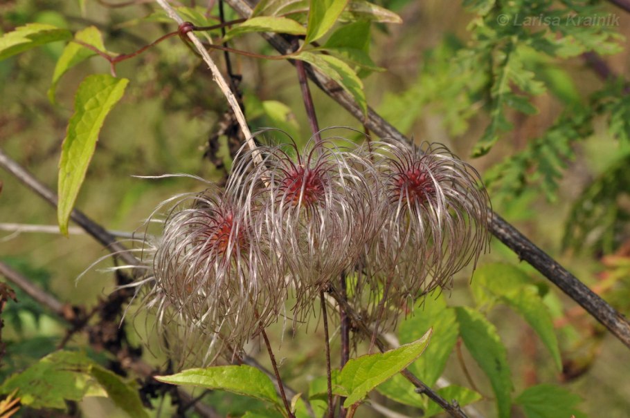 Clematis serratifolia