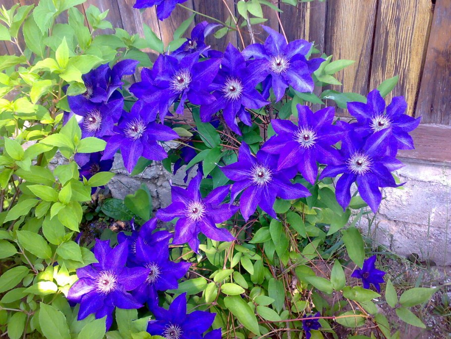 Клематис золотые колокола Восточный