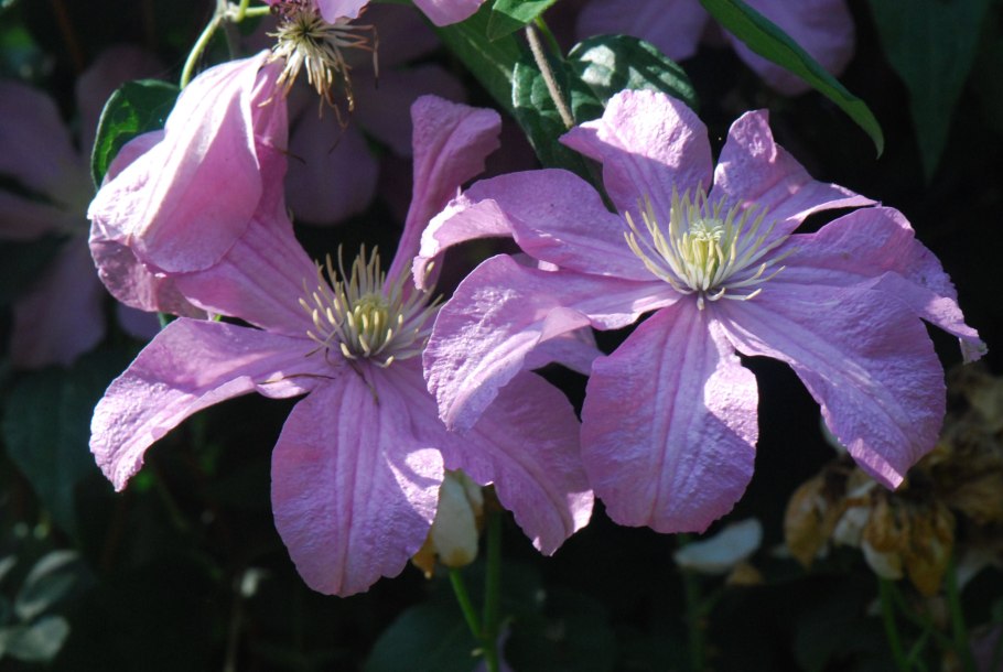 Клематис тетрарозе