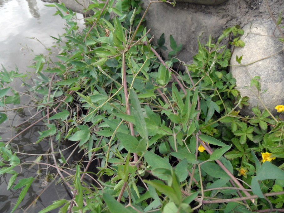 Болотная трава