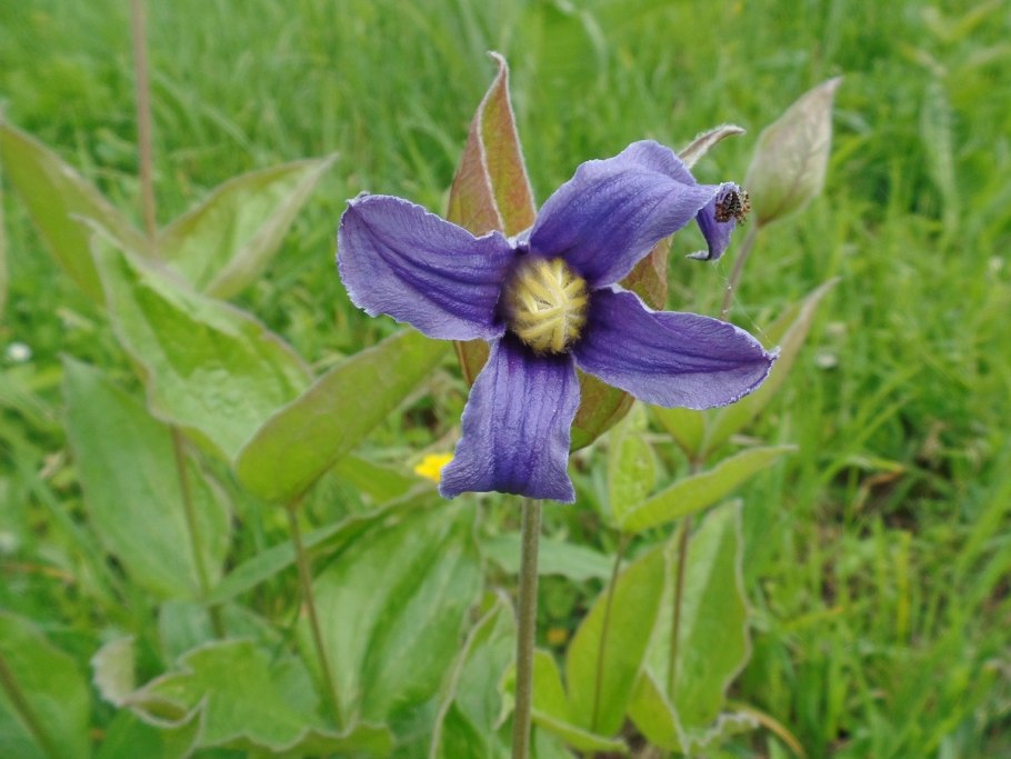 Интегрифолия клематис