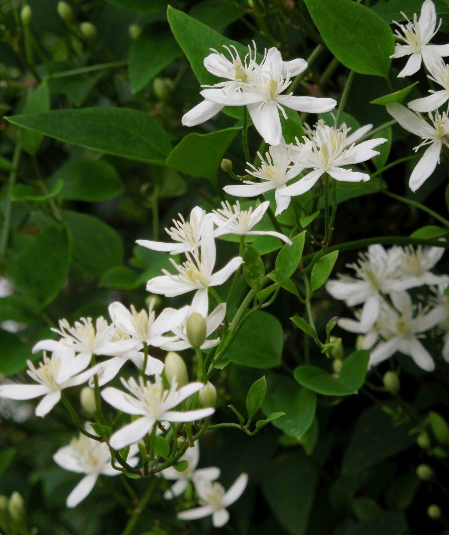 Клематис жгучий мелкоцветковый белый