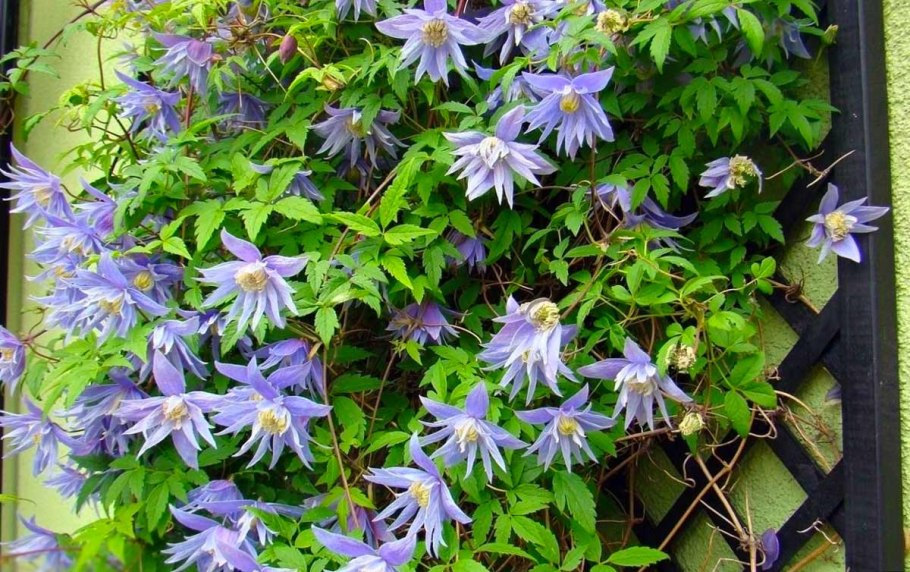 Клематис Ломонос