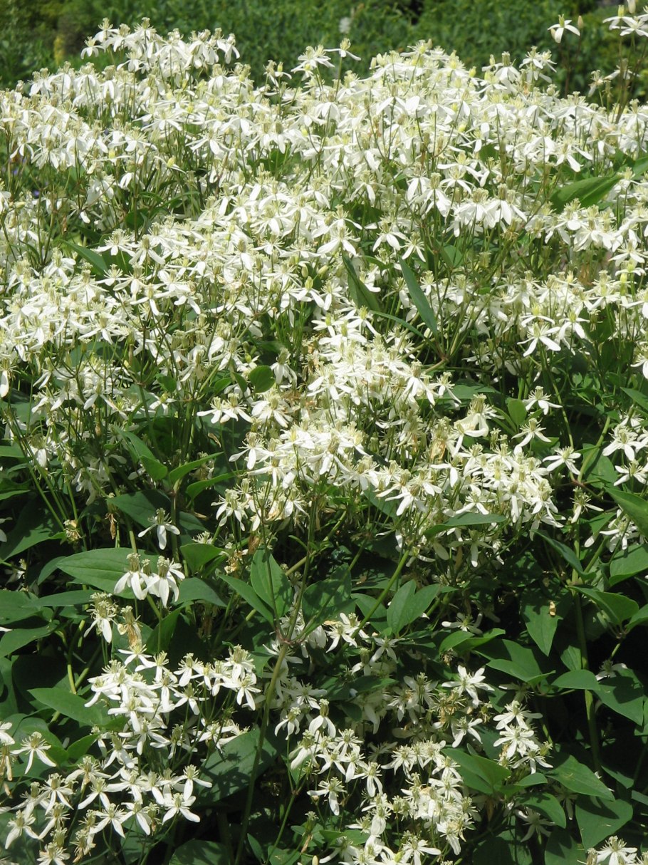 Клематис ломонос