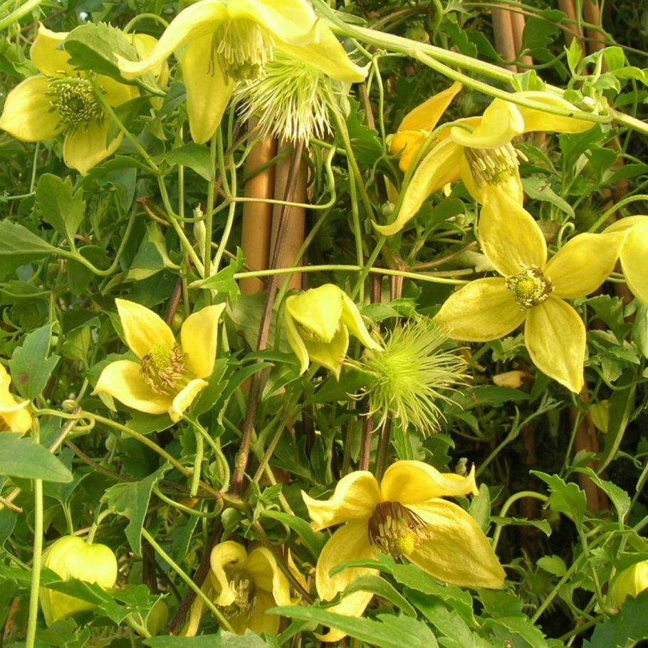 Клематис желтый тангутский