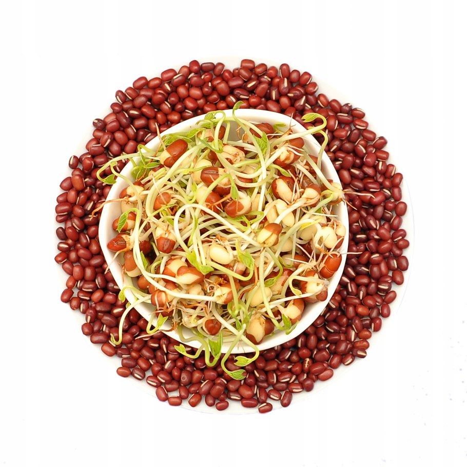 Фасоль адзуки Лучистая