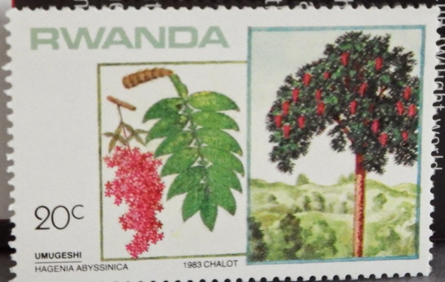 Берсама Абиссинская дерево фото