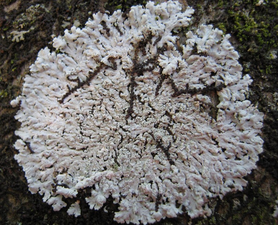 Керамогранит Palitra 42*42 белый pw4r052r