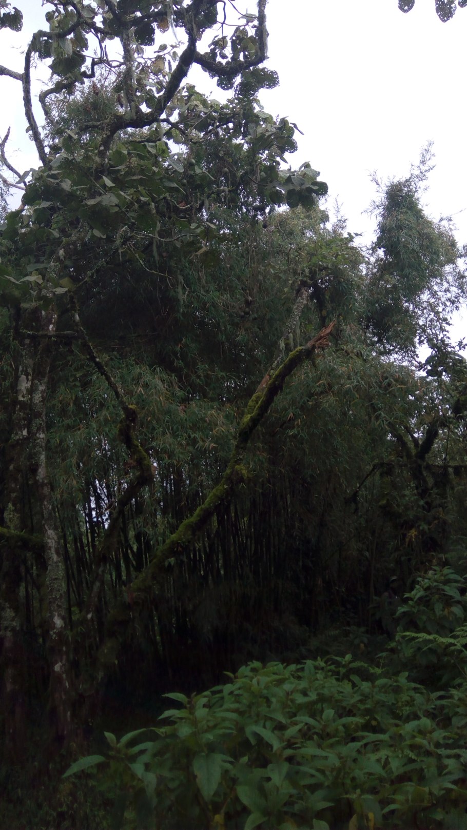 Хагения Абиссинская