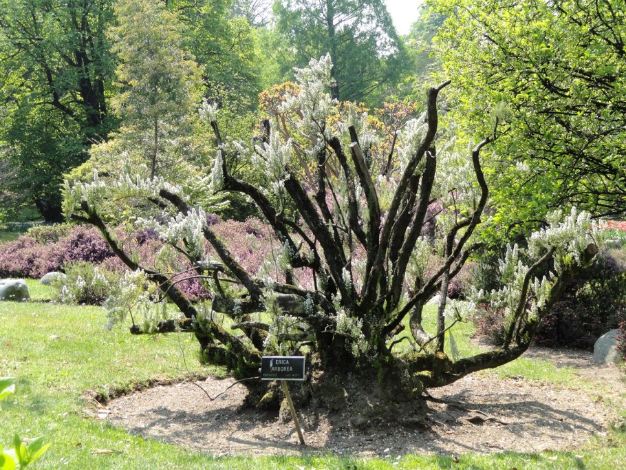 Белый экран