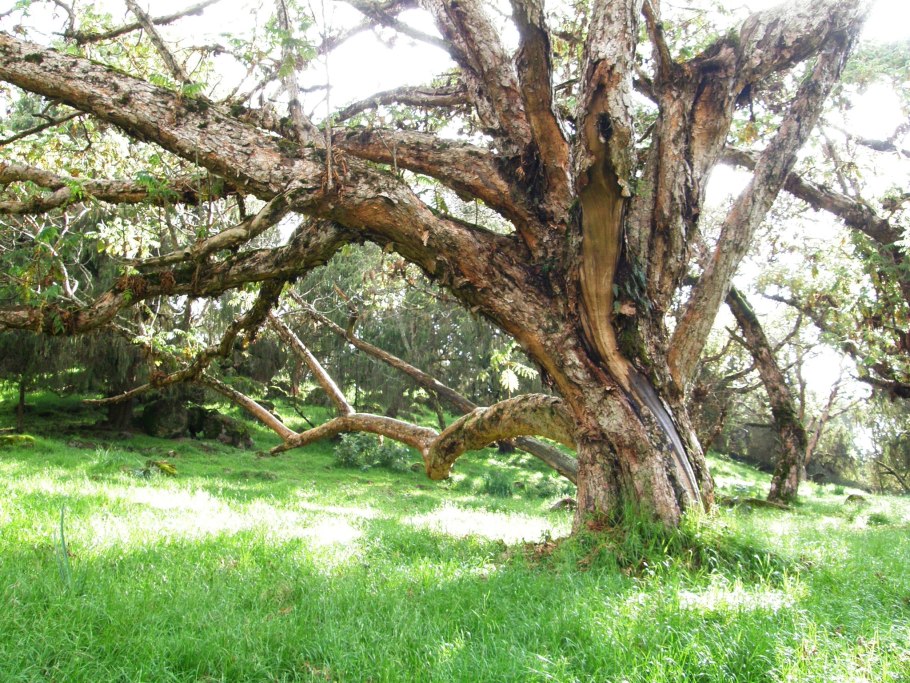 Гагения Абиссинская дерево