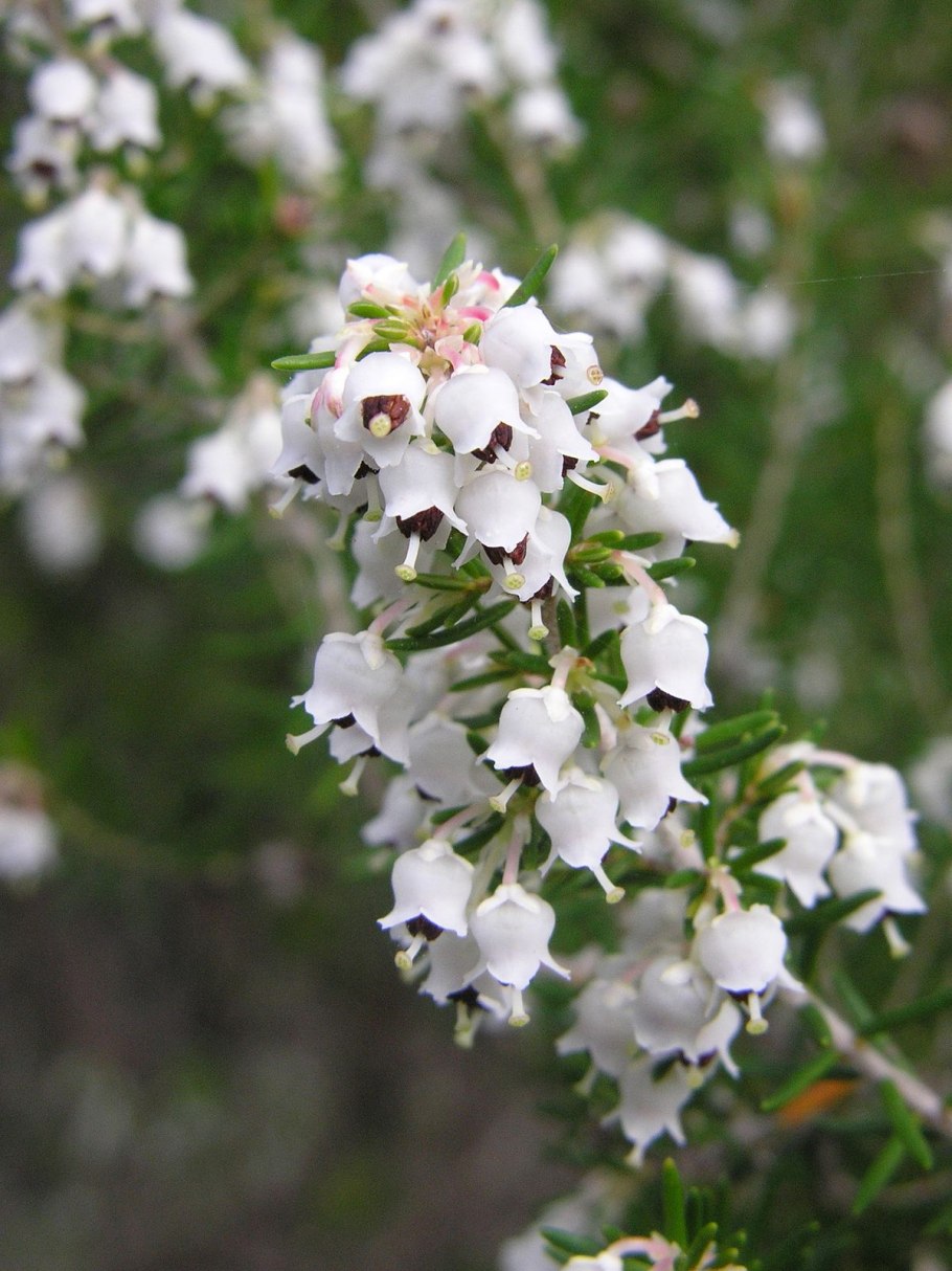 Эрика древовидная erica arborea