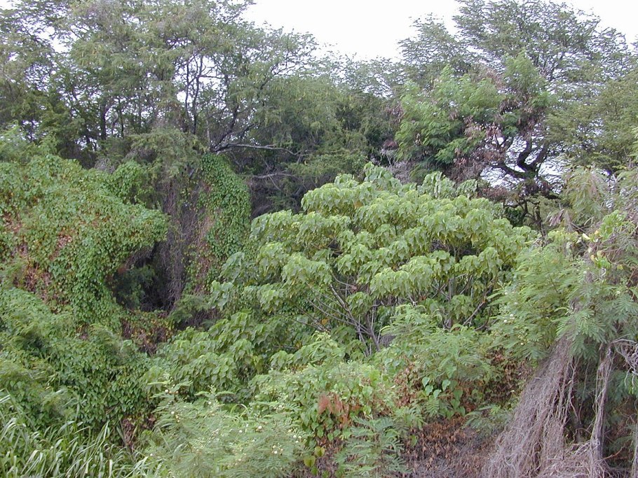 Эрика древовидная Erica Arborea