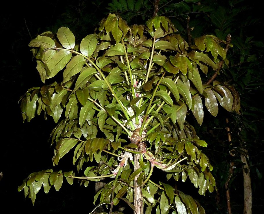 Брелок-пейджер Mongoose LS 9000d