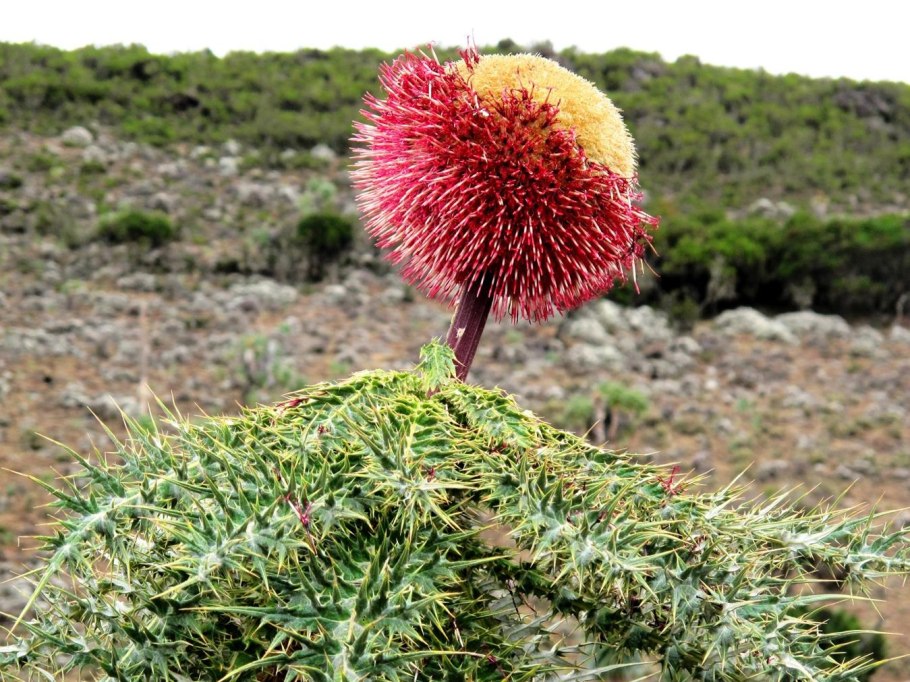 Hubanthus floribundus