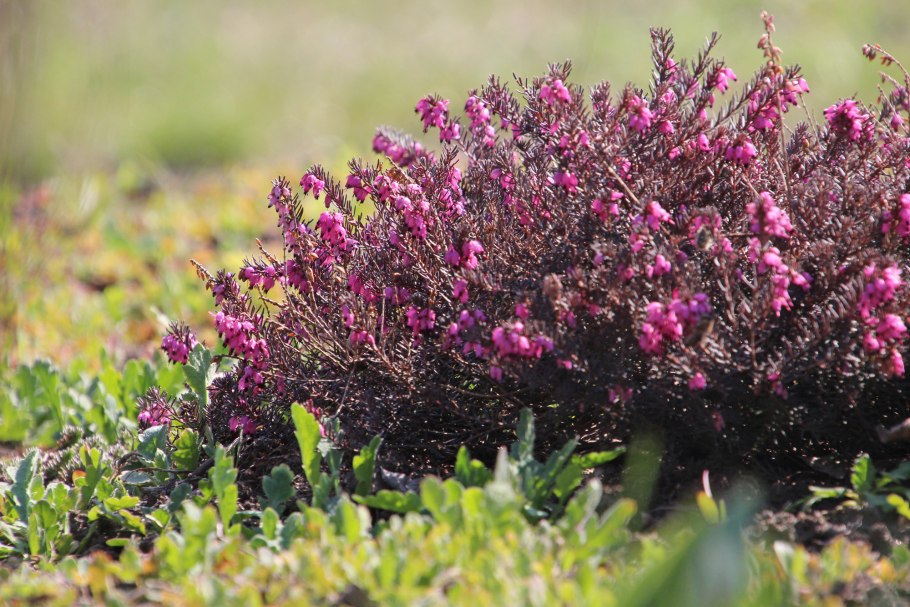 Джоди Гассон горничная