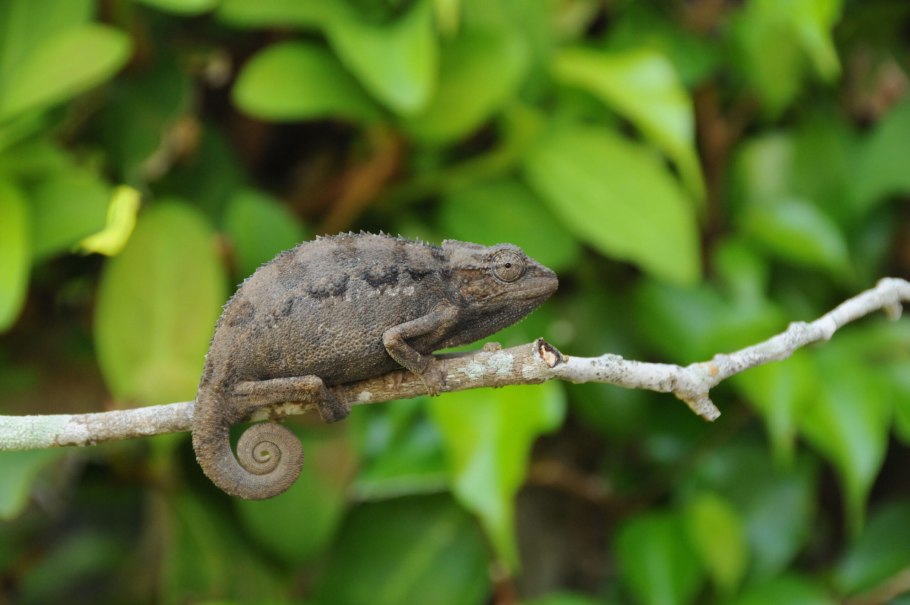 Пустынный хамелеон