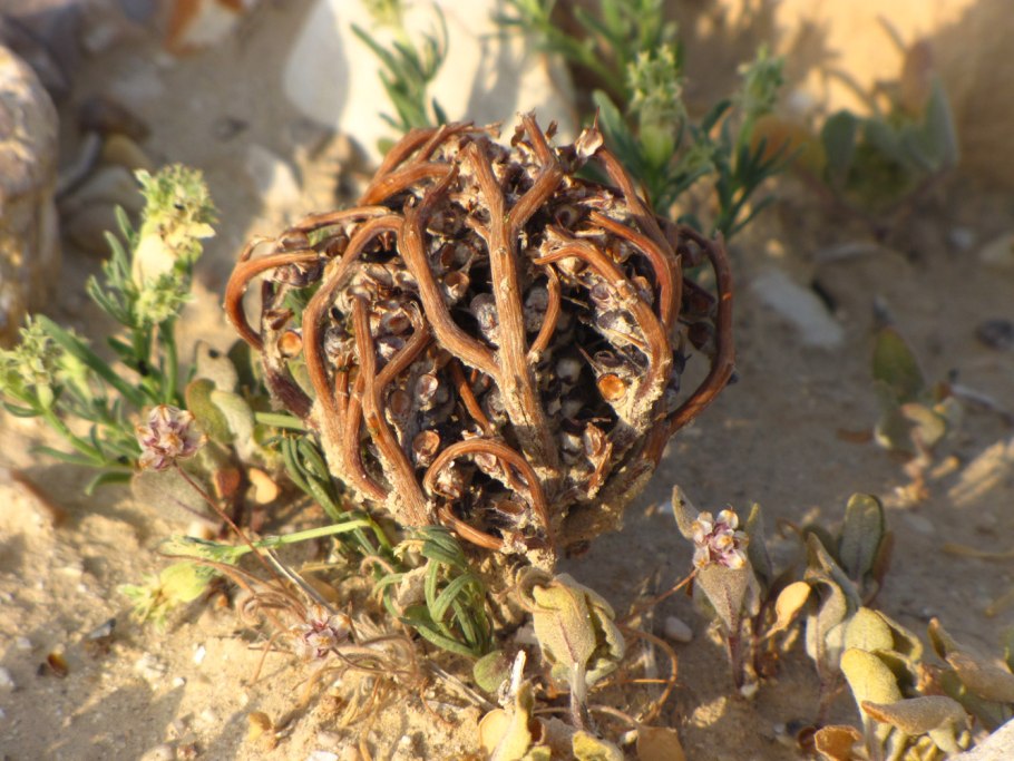 Пустынная роза селагинелла