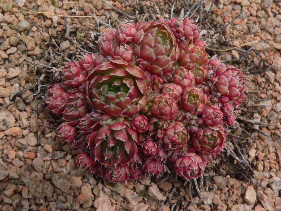 Роза Иерихона цветет