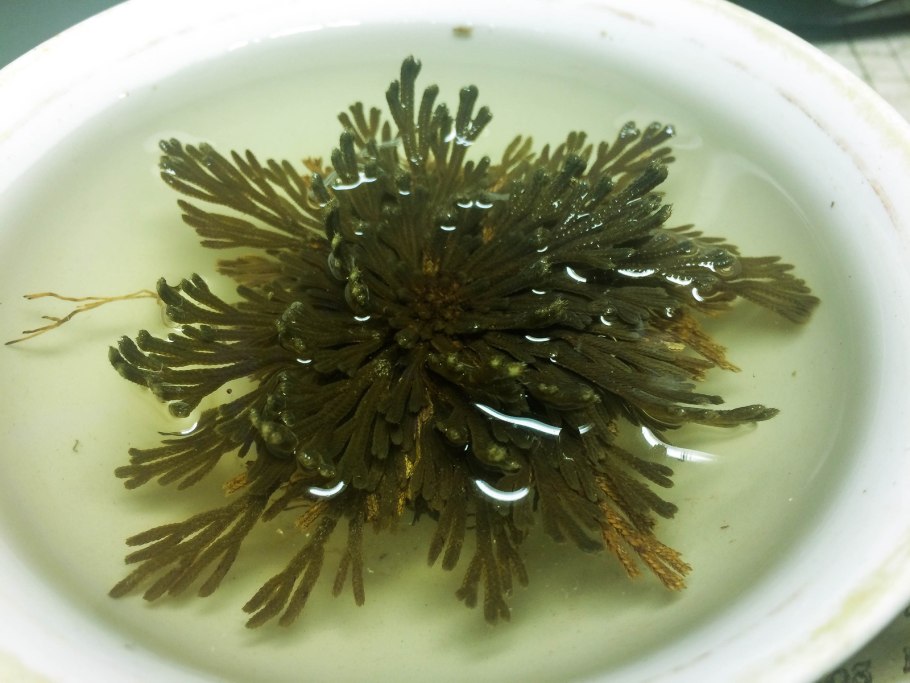 Роза Иерихона