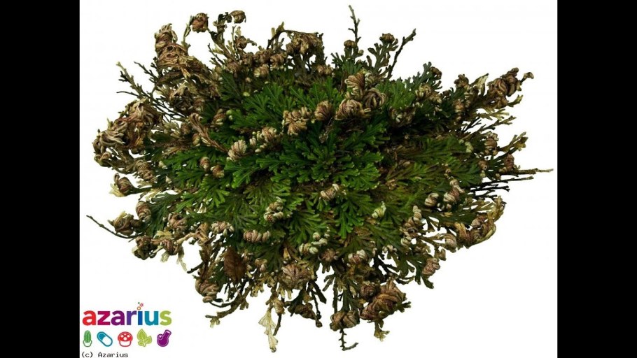 Иерихонская роза в аквариуме