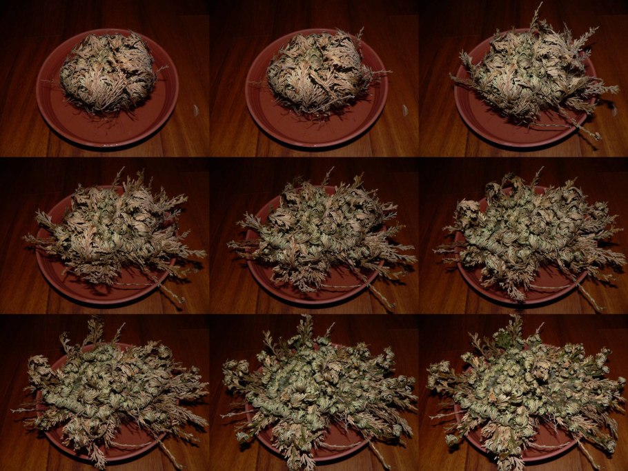 Роза Иерихона папоротник