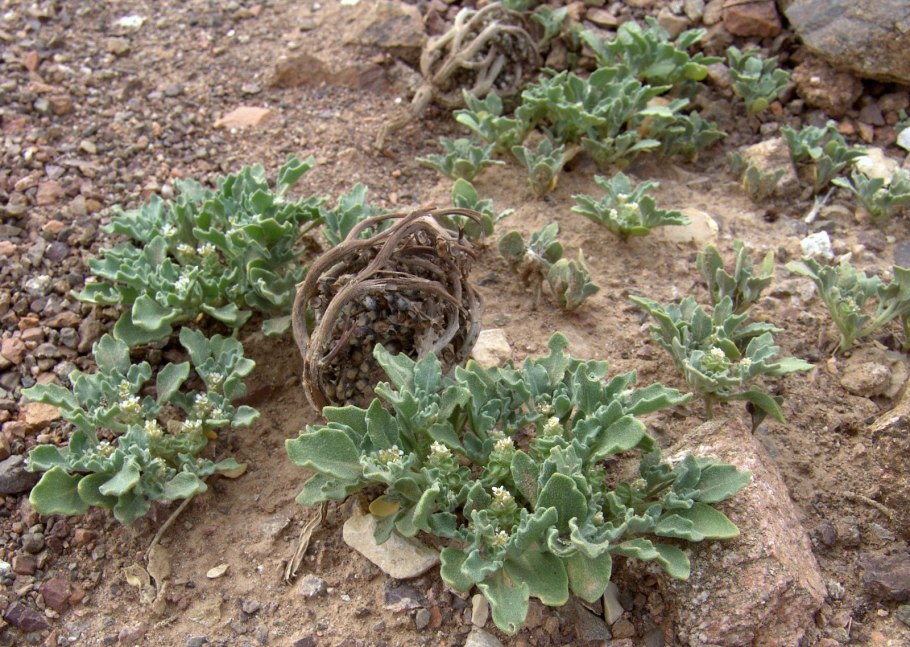 Роза Иерихона