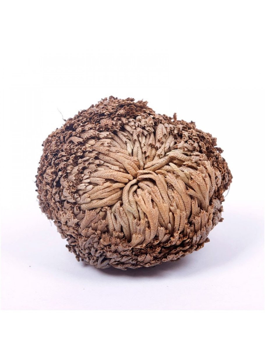 Иерихонская роза анастатика