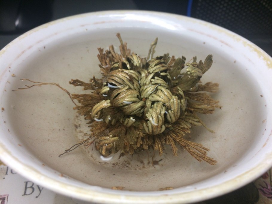 Роза Иерихона растение