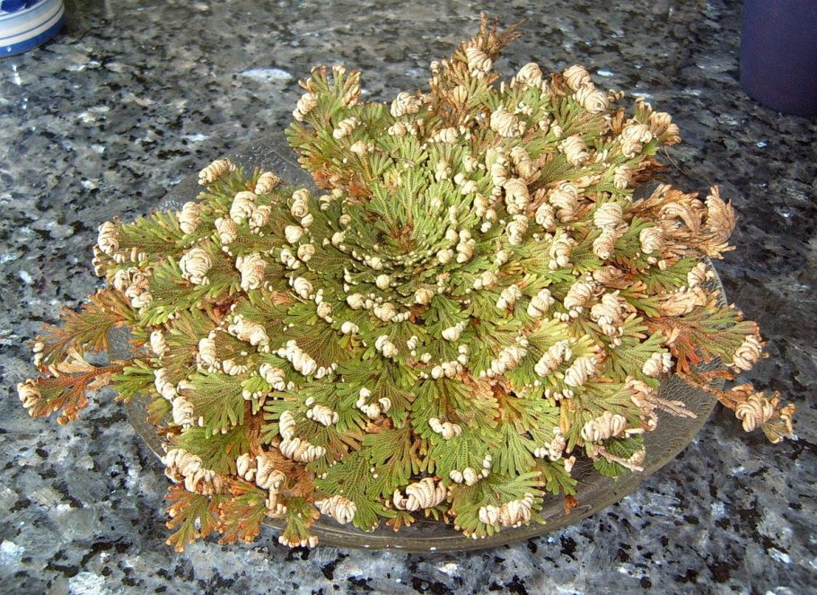 Rose of Jericho растение