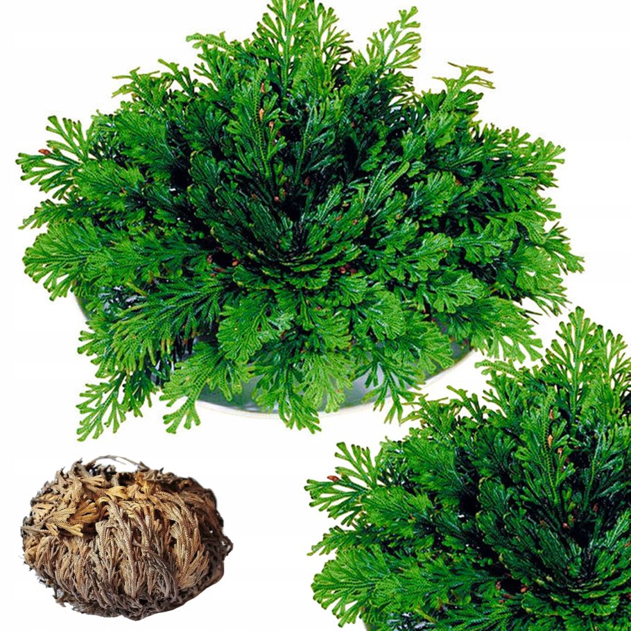 Анастатика иерихонская