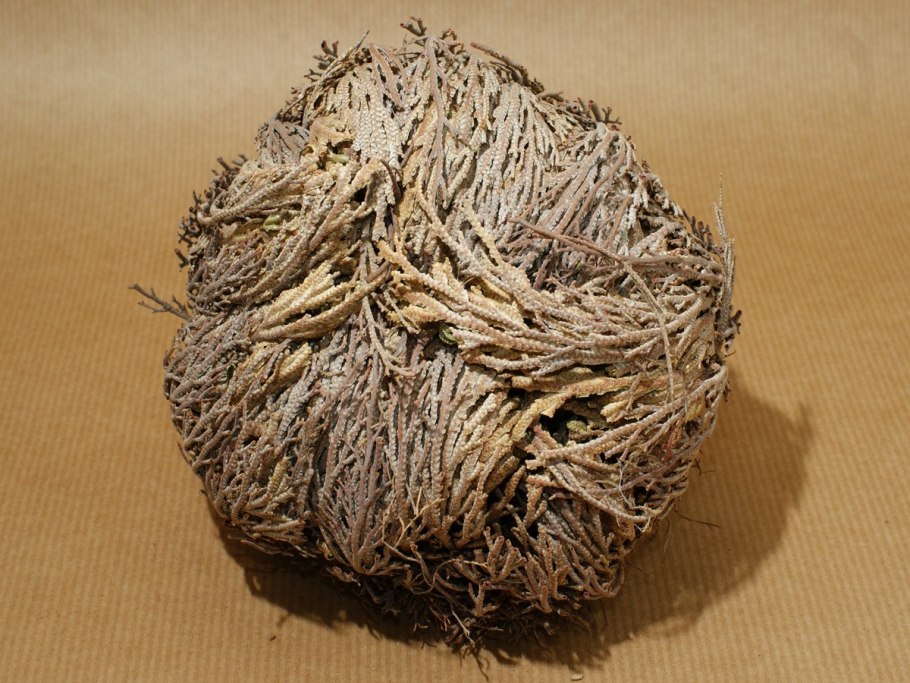 Селагинелла роза Иерихона