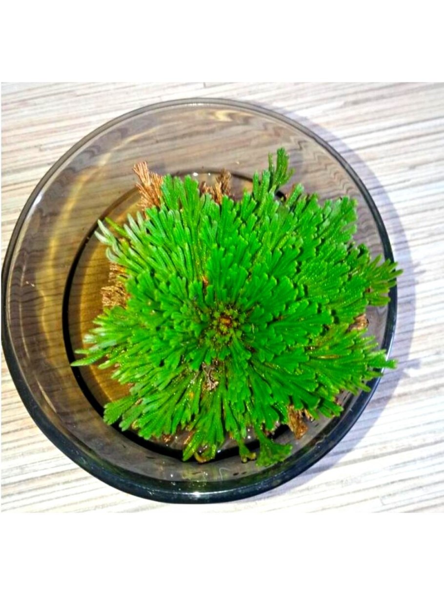 Иерихонская роза (anastatica hierochuntica)