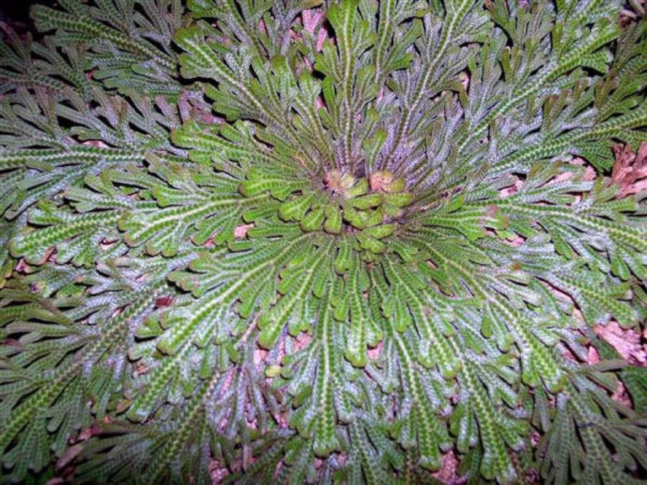 Селагинелла роза Иерихона