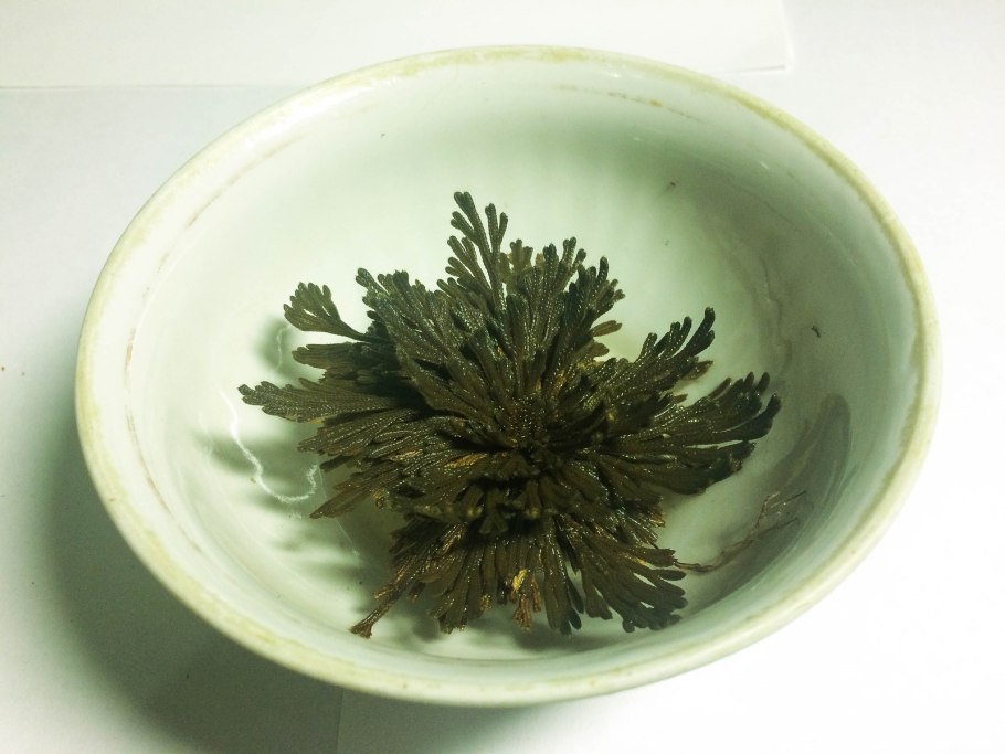 Анастатика иерихонская