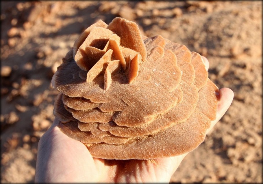 Роза Иерихона цветет