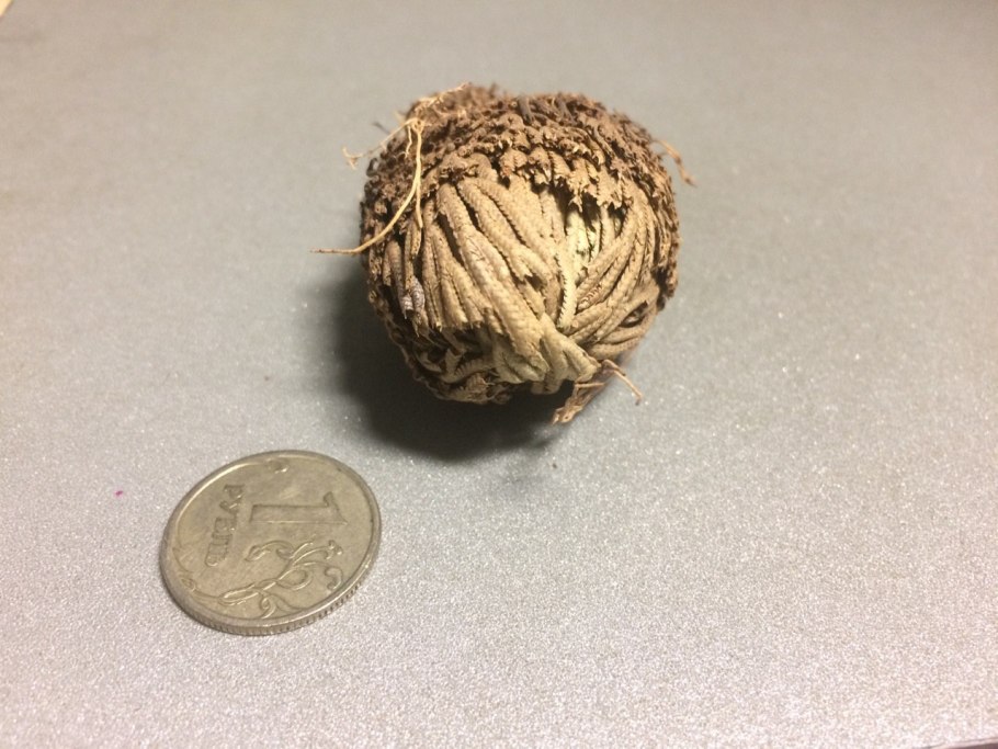 Селагинелла чешуелистная