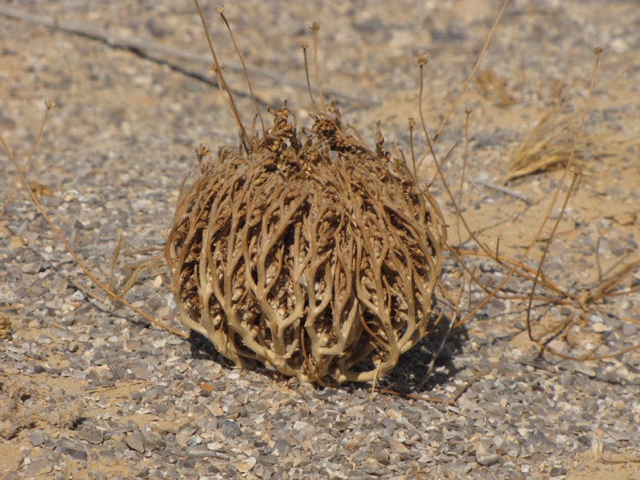 Селагинелла иерихонская роза