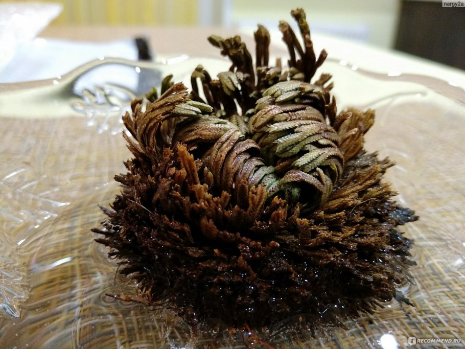 Иерихонская роза сухая