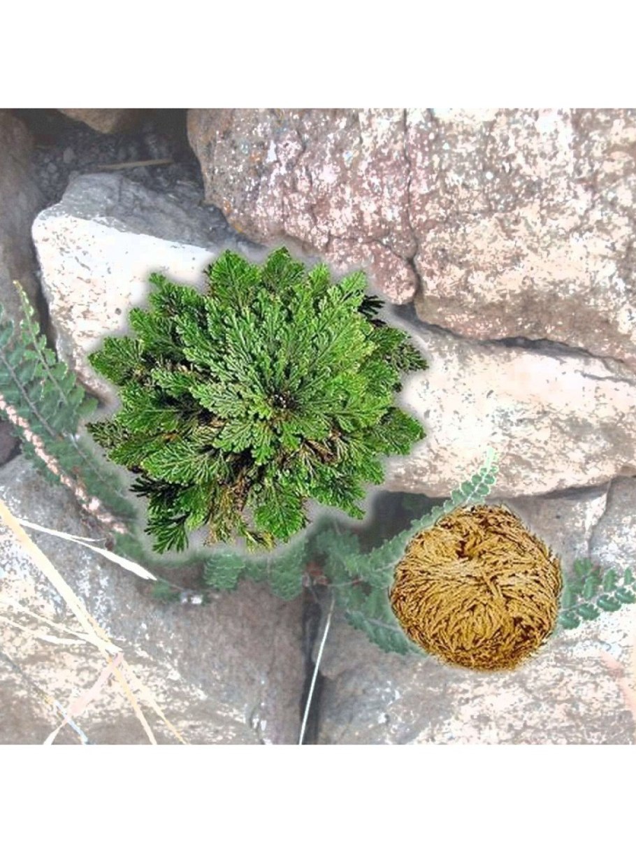 Роза иерихонская ант